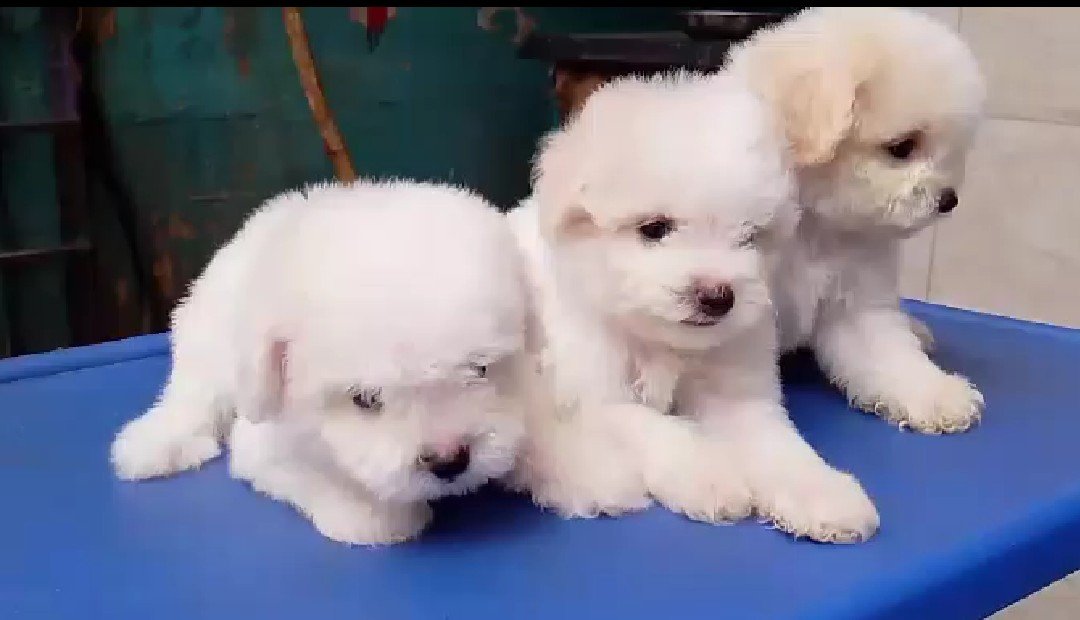 Order Female Maltese Puppy from Vizag